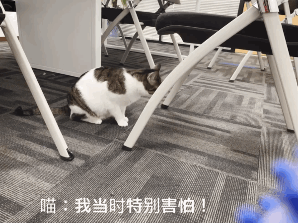 高清无码猫片!5元买的撸猫手套