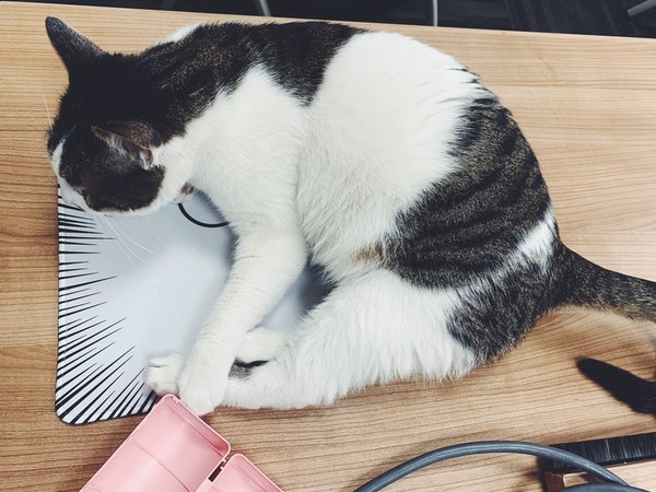 高清无码猫片!5元买的撸猫手套