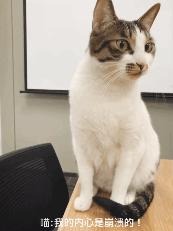 高清无码猫片!5元买的撸猫手套