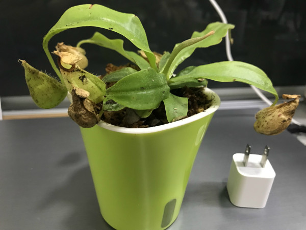 可以吃掉动物的恐怖植物