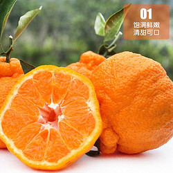 四川不知火丑橘大果70-90mm7斤 新鮮當季水果桔子橘子耙耙柑丑八怪丑柑包郵