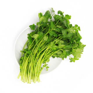 绿鲜知 香菜 芫茜 约200g 火锅食材 产地直供 新鲜蔬菜 *10件