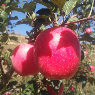 甘肃静宁红富士苹果  12个 精品装 单果210g以上  自营水果