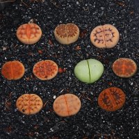 翡翠湾 生石花新手套餐（含 10颗+白方盆+种植土）