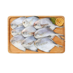 省36.68元】小船长冷冻东海银鲳鱼白鲳鱼平鱼1kg 7-9条袋装自营海鲜水产 
