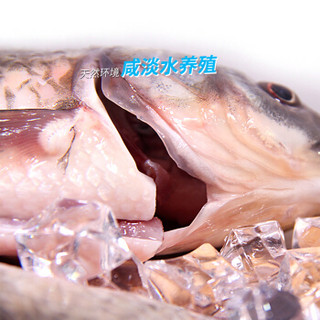 仙泉湖 生态鲫鱼 三去500g/袋 2-3条（配木瓜） 去鳃去鳞去内脏 海鲜水产