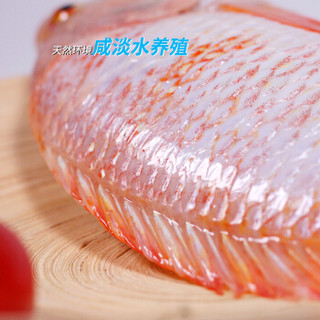 仙泉湖 生态鲷鱼/星洲红鱼 500g