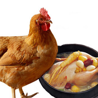 西南冷 冷冻湛江鸡（清远鸡）22kg 大客户量贩装 禽肉蛋品