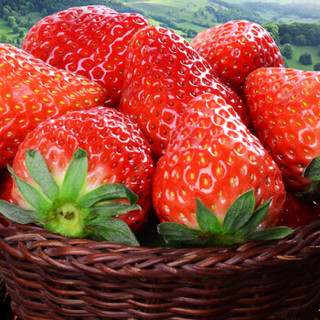 红颜奶油草莓 约500g 新鲜水果