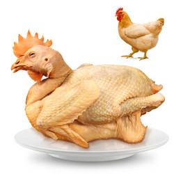 温氏 老母鸡 1.2kg 高品质农家散养土鸡 散养500天以上 *5件