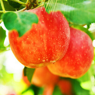 农夫山泉直供 17.5°苹果 阿克苏苹果 15个装 单果径约80-84mm  新鲜水果