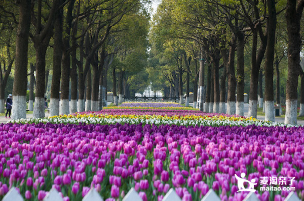 五一家庭日 上海 THE FLOWER RUN 鲜花彩跑