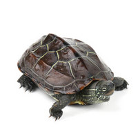 易萌 乌龟活体 中华草龟 宠物观赏龟 水龟 外塘养殖 小乌龟苗 5-7cm一只