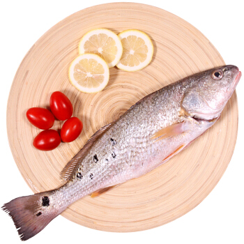 限地区仙泉湖美国红鱼斑点尾鲈海鲈鱼500g袋