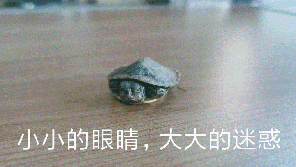 你看这个龟 它又小又圆