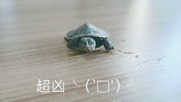 你看这个龟 它又小又圆