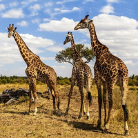 一生必见的50个景观之一的动物大迁徙！全国多地-肯尼亚12天10晚跟团游