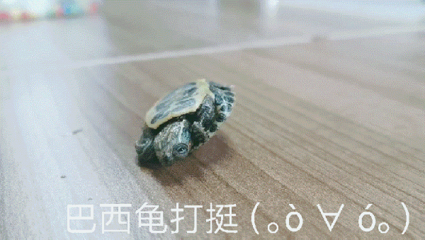 你看这个龟 它又小又圆
