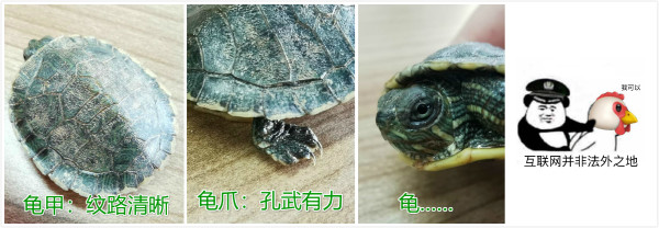 你看这个龟 它又小又圆