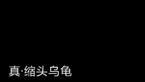 你看这个龟 它又小又圆