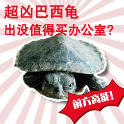 你看这个龟 它又小又圆