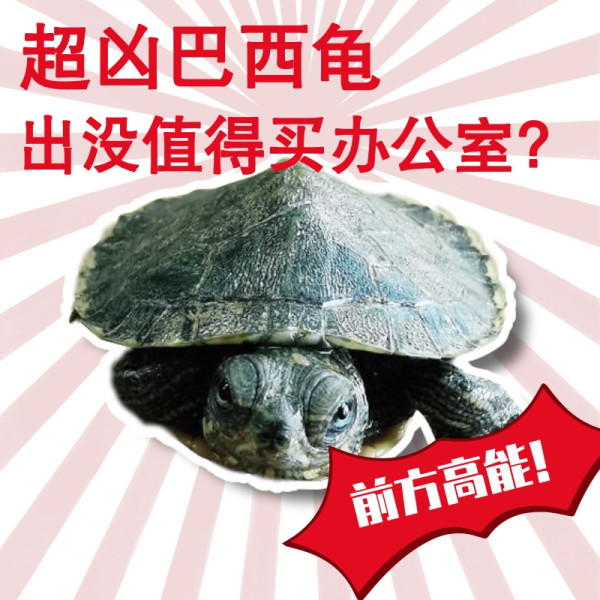 金属钢笔、Ocean玻璃啤酒杯、女士吊带背心等