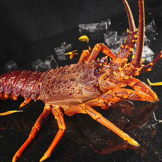 Gfresh 澳洲大龙虾 850-1000g 1只 可刺身 海鲜水产 烧烤食材
