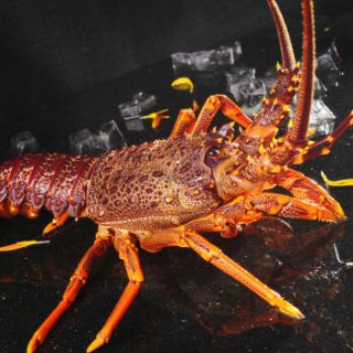 商品gfresh 澳洲大龙虾 850-1000g 1只 可刺身 海鲜水产 烧烤食材