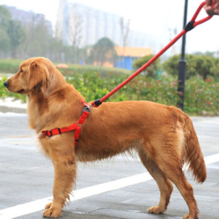 绳宠物牵狗绳带拴遛狗绳子金毛泰迪狗链子细纹圆绳红色l号【报价 价格