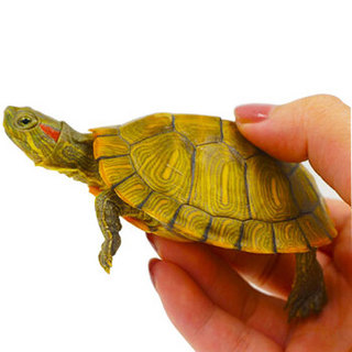 易萌 活体乌龟 黄金巴西龟 宠物观赏龟 水龟 外塘养殖 小乌龟 5-7cm两只