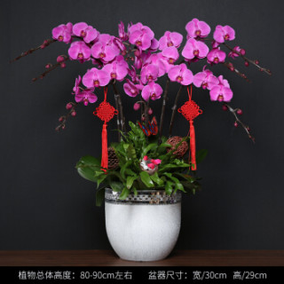 卉优 年宵蝴蝶兰盆栽兰花带花苞礼品客厅办公室开花植物鲜花盆景 8支粉色红心蝴蝶兰红色手工蕾丝盆中