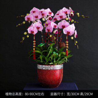 卉优 年宵蝴蝶兰盆栽兰花带花苞礼品客厅办公室开花植物鲜花盆景 8支粉色红心蝴蝶兰红色手工蕾丝盆中