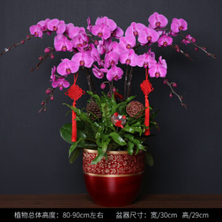 卉优 年宵蝴蝶兰盆栽兰花带花苞礼品客厅办公室开花植物鲜花盆景 8支粉色红心蝴蝶兰红色手工蕾丝盆中