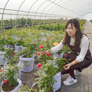 红豆（Hodo）朱丽叶 灌木月季花苗盆栽 包对版 庭院阳台玫瑰蔷薇花卉植物 1加仑中苗栽好发货