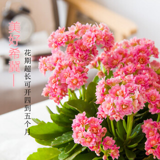 红豆（Hodo）长寿花（颜色随机） 草编长盆 花卉绿植盆栽 阳台客厅办公桌室内家居观叶观花植物 带盆栽好发货