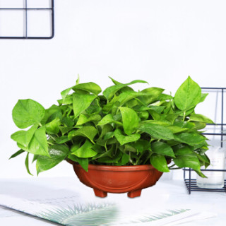 艾荟萃 艾荟萃 360超大号绿萝 观花观叶绿植花卉盆栽 室内大堂展厅