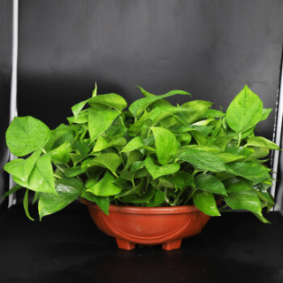 艾荟萃 艾荟萃 360超大号绿萝 观花观叶绿植花卉盆栽 室内大堂展厅