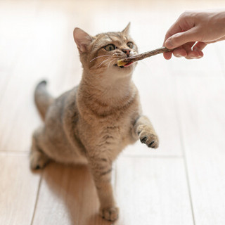 pidan木天蓼 猫咪木天蓼棒植物猫薄荷猫用磨牙棒洁齿棒猫零食