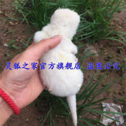 包邮宠物貂活体幼貂宠物狐狸国产花貂雪貂水貂白貂黑貂活体运输包活雪貂一只多少钱 什么值得买