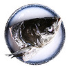 大湖 冷冻有机花鲢鱼头 750g 1个 袋装 海鲜水产