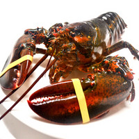 渔传播 FISHERY PROPAGATION 加拿大龙虾（波士顿龙虾） 800-900g 1只 盒装 海鲜水产