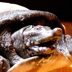 秋季  鲜活甲鱼  1斤装