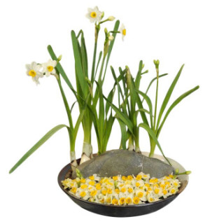 世纪奥桥漳州水仙花水培植物水仙种球冬季植物球根花卉 报价价格评测怎么样 什么值得买