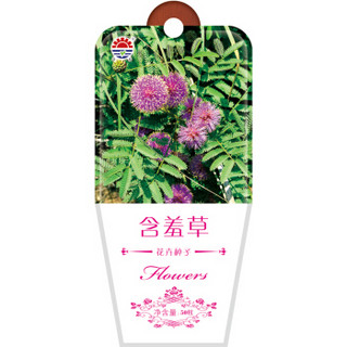 北京东升种业（DS）含羞草  花卉种子  四季种植 家庭阳台 园艺休闲