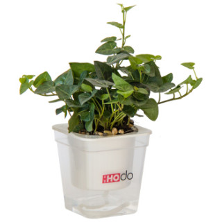 商品红豆hodo常春藤透明水培绿植盆栽办公室桌面室内居家阳台绿植花卉