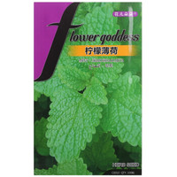 花儿朵朵 柠檬薄荷 绿色 香草种子 家庭园艺/园艺休闲 100粒/袋