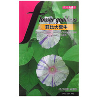 花儿朵朵 菲比大牵牛 复色 花卉种子 家庭阳台/办公室盆栽 30粒/袋