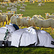 皮尔卡丹 被子被芯100%澳洲羊毛被 冬天加厚秋冬羊绒被保暖被褥双人 埃迪白 200*230cm 6斤 *2件