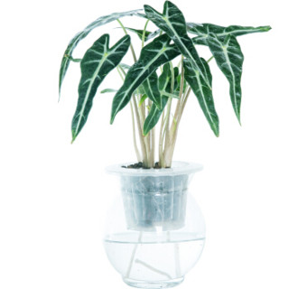 商品花七休水培系列仙女观音莲透明玻璃花盆水培绿植花卉盆栽室内居家