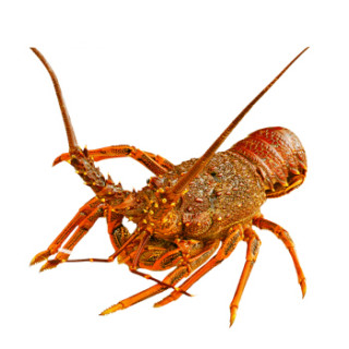 商品gfresh 澳洲红龙虾 900-1000g 1只 海鲜水产 烧烤食材